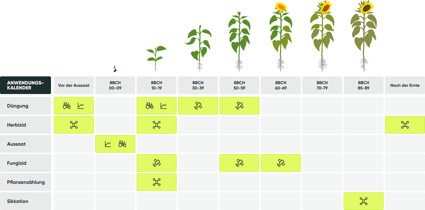 Table sunflower