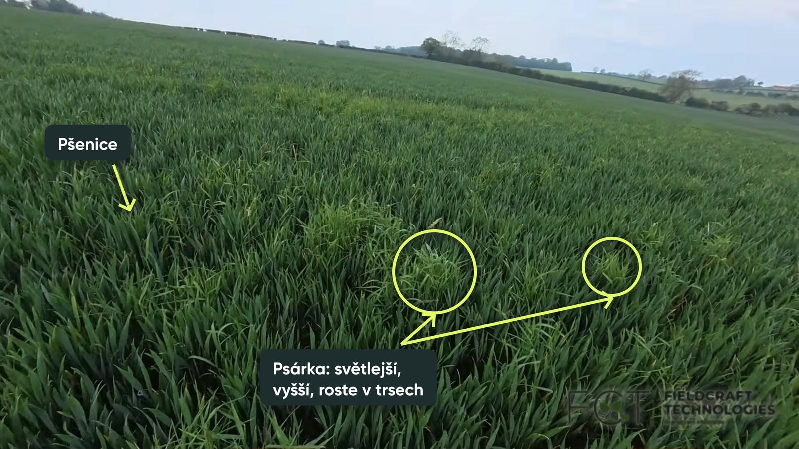 Psárka vyčnívá nad pšenici