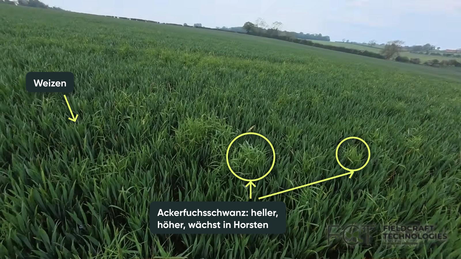 Ackerfuchsschwanz ragt über den Weizen