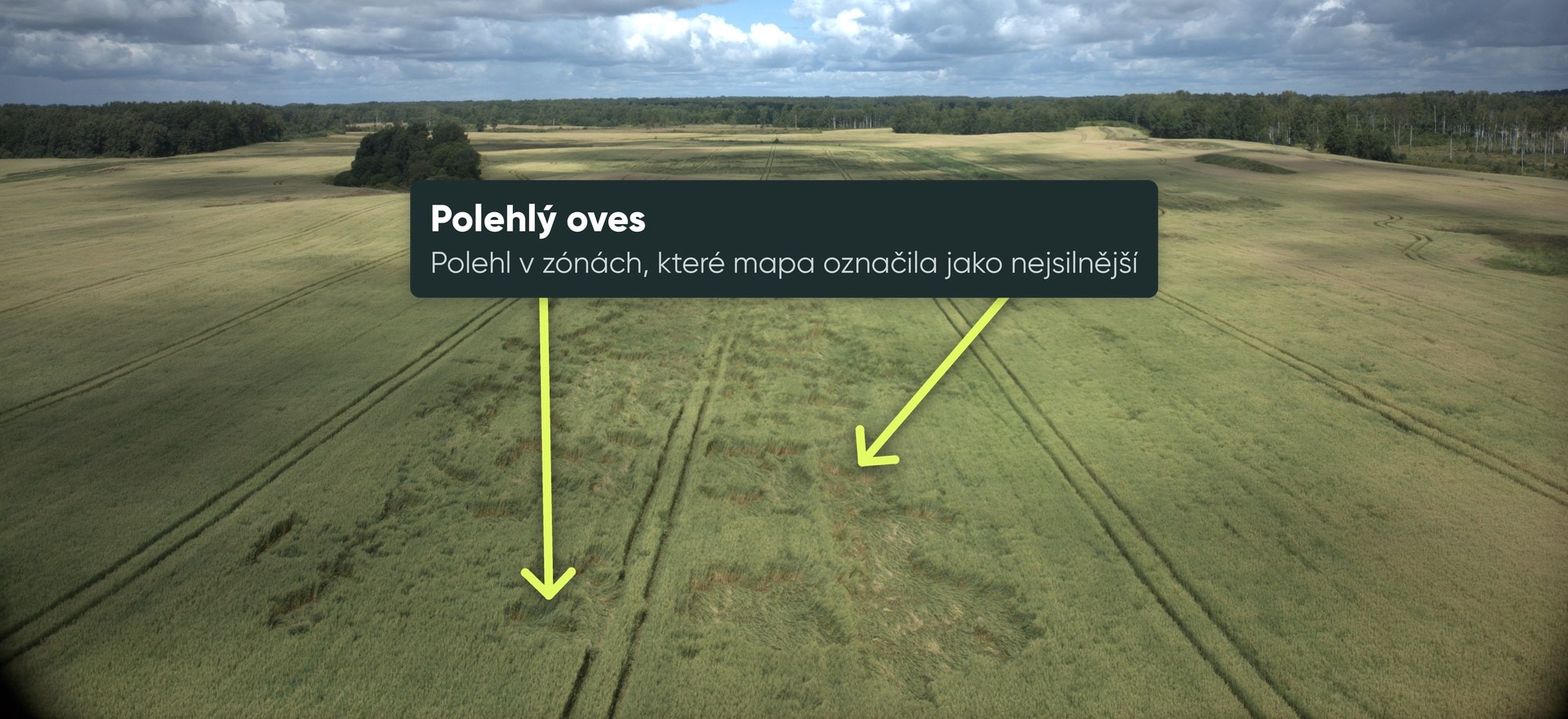 Snímek z dronu: totéž pole ovsa po polehnutí